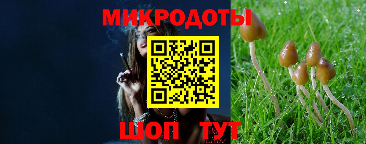 Псилоцибиновые грибы Psilocybe Медногорск